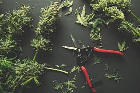 Popcorn buds are tiny and loosely packed buds that can appear when your plants are stressed. How And Why You Should Trim The Buds On Your Cannabis Plants Rqs Blog
