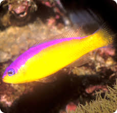 Diadem Dottyback Purple Stripe Pseudochromis