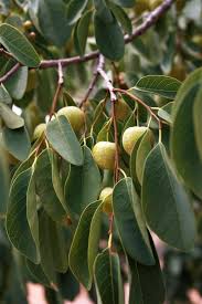 Image result for Pseudolachnostylis maprouneifolia