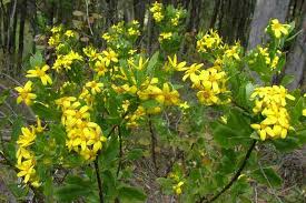 Image result for Chrysanthemoides monilifera