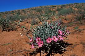 Image result for Arthraerua leubnitziae