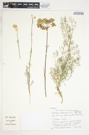 Image result for Heteromorpha involucrata