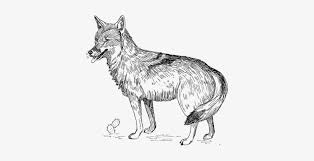 Maybe you would like to learn more about one of these? Coyote Animal Illustrations Black Wolf Dog Black And Coyote Clipart Black And White Free Transparent Png Download Pngkey