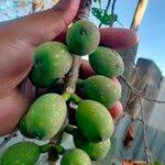 Image result for Ficus laurifolia