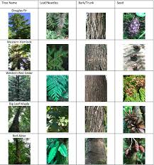 Tree Bark Identification Chart Dolap Magnetband Co Tree Identification Tree Bark Identification Plant Identification