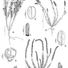 Image result for Polygala sadebeckiana