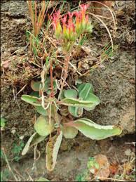 Image result for Kalanchoe glaucescens