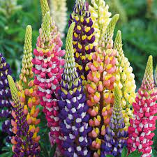 So wird die lupine gepflanzt und gepflegt. Lupinen Mix Rittersporn Lupinen Bluhstauden Stauden Ahrens Sieberz Pflanzenversand Gartenbedarf