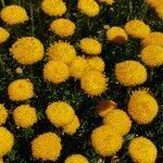 Image result for Pentzia incana