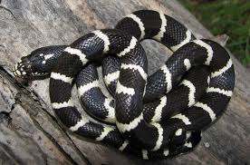 Rêver de serpent jaune et noir. Top 7 Serpents Domestiques De Petite Taille