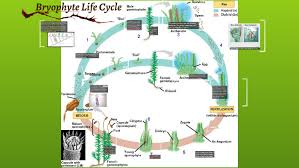 In bryophytes (mosses, liverworts, and hornworts), the gametophyte is the most visible stage of the life cycle. Bryophyte Life Cycle By Abigail Marrero On Prezi Next