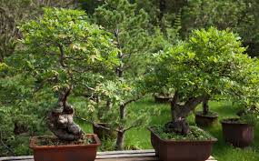 Bonsai selber machen | hier zeige ich euch wie ich meine bonsai selber ziehe, erstelle, schneide und pflege. Bonsai Schneiden Grundlegende Regeln Und Tipps