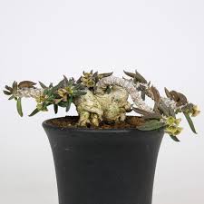 キリン ドリ フォリア