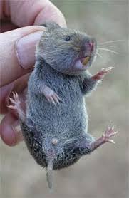 We did not find results for: Tips For Repelling Moles Voles In Garden How Do I Get Rid Of Voles In My Yard I Must Garden