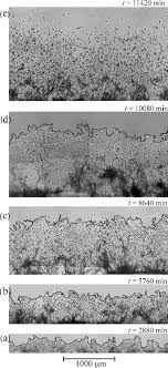 The vero cells can be applied to vaccine production ranges from live rotavirus vaccines to live attenuated influenza vaccines to the development of inactivated whole virus vaccines. Vero Cell Colony Growth Patterns At Different T S Obtained From Fixed Download Scientific Diagram