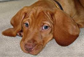 Maybe you would like to learn more about one of these? 20 Things Only Vizsla Owners Would Understand