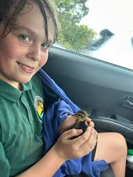 What to do with a lost duckling?