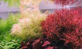 Image result for Ludwigia