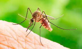 Debutează ca o boală virală. Virusul West Nile Cum Ne ProtejÄƒm Gazeta De Sud