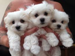How much does a teacup maltese puppy cost. Spain Geous White Maltese Puppies For Sale Maltese Puppy Maltese Puppies For Sale Puppies