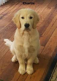 Favorite this post may 31 missing Happy Puppy Owners Welcome To Young Ridge Goldens Kennels
