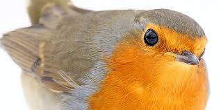 Von Amsel Bis Zaunkonig 35 Wintervogel Im Portrat Nabu Tiere Heimische Gartenvogel Naturgarten