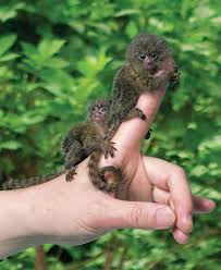 They are found in the high treetops of south american rainforests. Pygmy Marmoset Facts Baby Habitat Diet Adaptations Pictures
