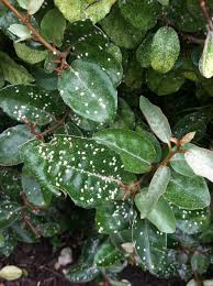 Apr 03, 2021 · white spots on plant leaves: What Are These White Spots On My Eleagnus