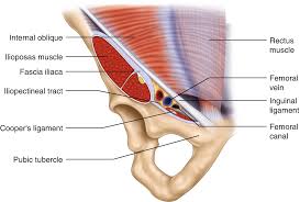 Groin pain might occur immediately after an injury, or pain might come on gradually over a period of weeks or even months. Anatomy Of The Inguinal Region Springerlink