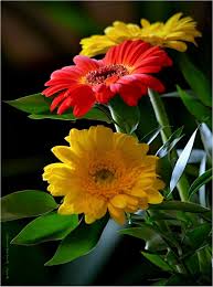 Yellow And Red Gerbera By Svitakovaeva On Deviantart Flower Images Beautiful Flowers Wallpapers Amazing Flowers