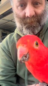 The male King Parrots are by far the Friendliest Birbs we get at my Folks  place. Don’t @ me about feeding Native Birbs, I live in one of the most  Lush places essentially in a Forest and it’s a very ...