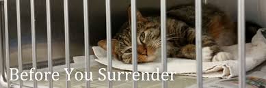 $45 for the first surrendered cat and $10 for each additional cat. Surrendering An Animal Davidson County Nc