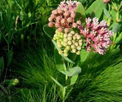 Prairie Milkweed Asclepias Sullivantii 15 Seeds Monarch Host Plant Sullivant S Milkweed Butterfly Garden Must Ha Milkweed Asclepias Butterfly Garden
