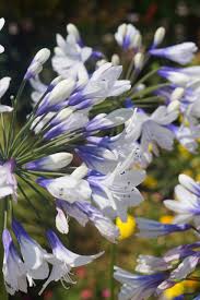 Image result for Agapanthus codii