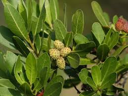 Image result for Conocarpus erectus