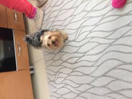 Ucrersiz Sahiplendirme 1235 Yorkshire Terrier Yorkshire