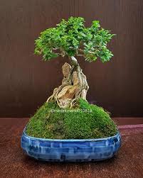 Image result for Premna serratifolia