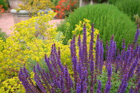 Image result for garden plants