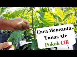 Teknik Mencantas Tunas Air Yang Sentiasa Kita Ulangi Setiap Musim Penananam Cili Yang Baru Ide Berkebun Tanaman Cabai
