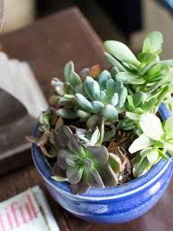 We did not find results for: Pruning And Trimming Succulents Diy