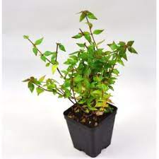 See more of mondo piante on facebook. Online Sale Of Garden Plants Mondo Piante