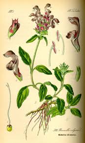 We did not find results for: Self Heal Facts Health Benefits And Nutritional Value