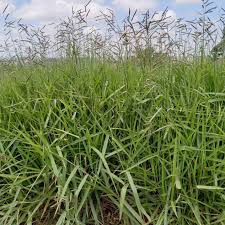 Image result for Urochloa brachyura