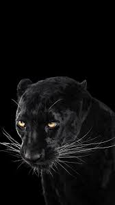Animals Wallpapers Iphone Animals Wallpaper Iphone Jaguar Wallpaper Black Jaguar Animal Jaguar Animal