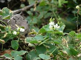 Image result for Neonotonia wightii