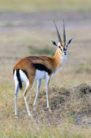 Thompson Gazelle In 2020 African Animals Photography Hooved Animal Animal Photo
