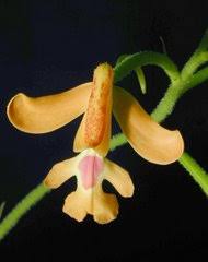 Image result for Cynorkis summerhayesiana