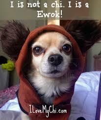 30 Chihuahua Memes That Will Make You Laugh I Love My Chi