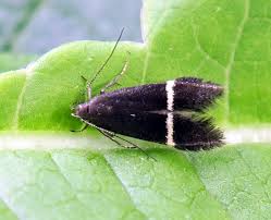 Image result for Scrobipalpula diffluella