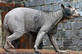Animals without hair or fur. These 15 Animals Without Hair Are Barely Recognizable Bored Panda